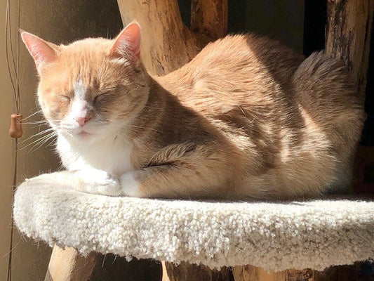 Why Your Cat Sleeps More in Summer (And What to Do About It)