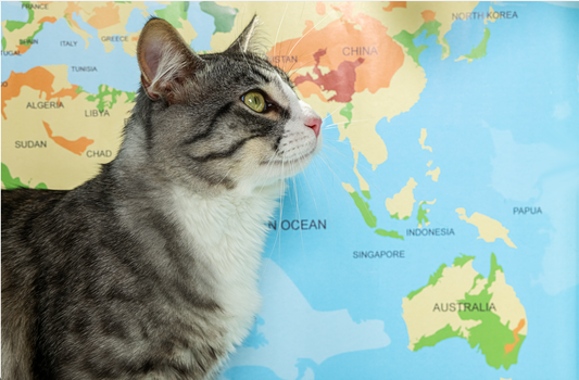 A grey and white tabby cat looking up with a travel world map in the background