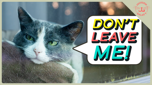 Does Your Cat Get Depressed When You're Gone? It May Be Separation Anxiety!