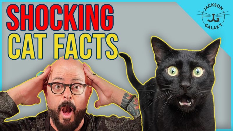 7 Cat Facts That Will Blow Your Mind!