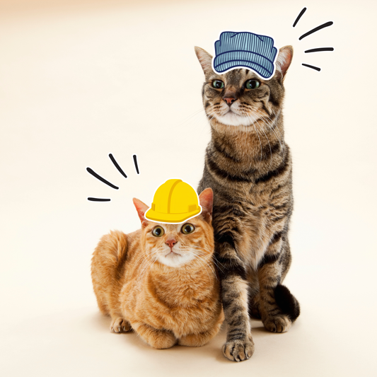 10 Real Cats with Real Jobs: A National Cat Day Tribute