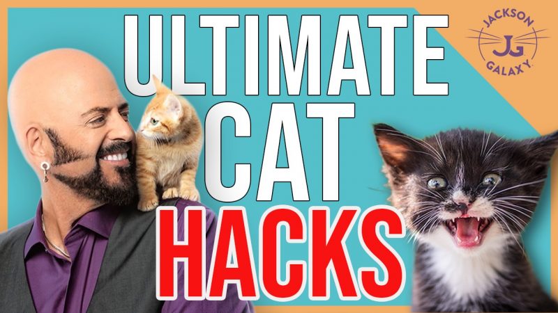10 Cat Hacks that Will Change Your Life (& The Life of Your Cat)!