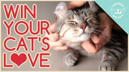 Win Your Cat's Love