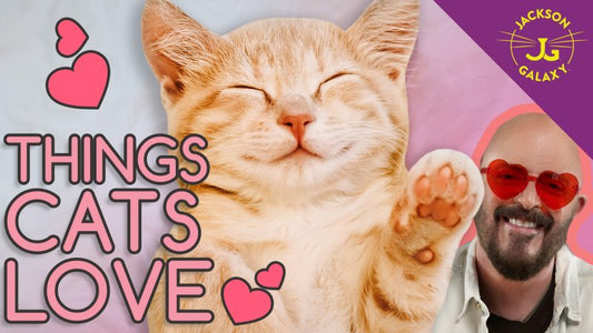 Things Cats Love