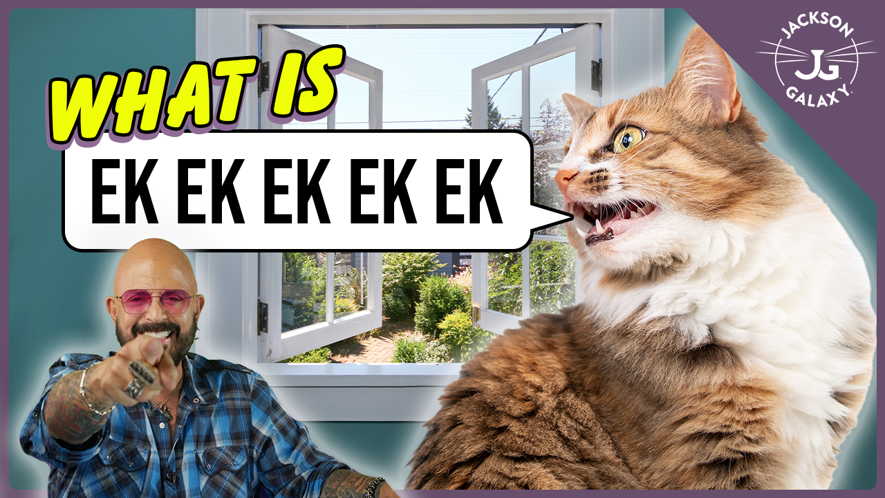 Cat Daddy Dictionary: What is Cat Chattering?