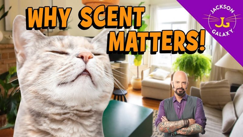 Why Scent Marking Matters: The Ultimate Cat Confidence