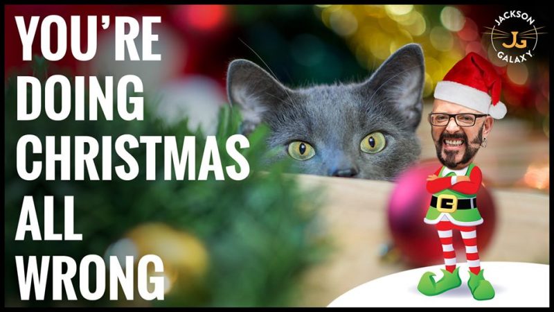 The Ugly Truth About Cats and Christmas Trees Plus More Holiday Tips