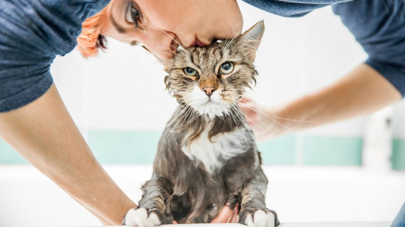 How Often Should I Bathe my Cat?