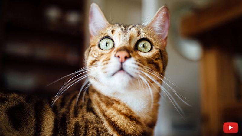 Your Cat’s Behavior, Cat Mojo 101