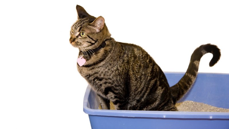 The Benefits of Natural Litter