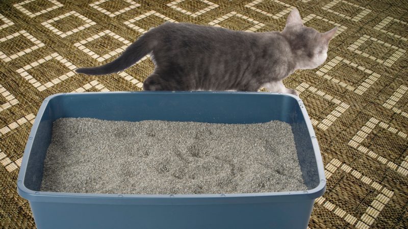 Litter Box Avoidance 101