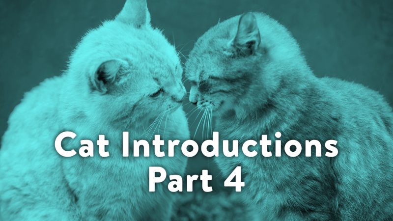 Cat Introductions Part 4: Love at First Sight