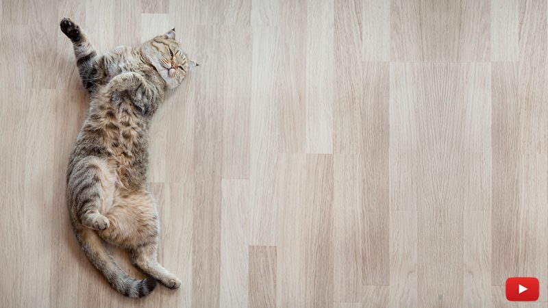 CAT MOJO: How To Read Cat Body Language