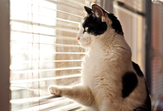 Back-to-School and the "Latchkey Cat": Helping Your Cat Through August's Sudden Quiet