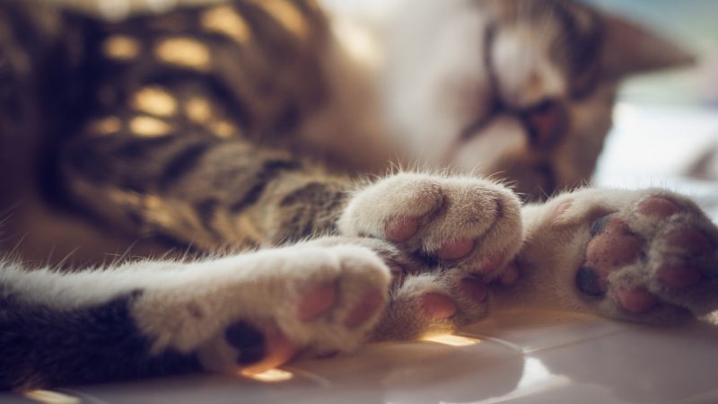 Declawing: Don’t Do It!