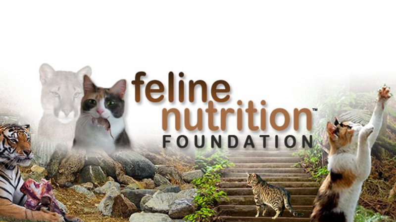 Feline Nutrition: One Page Guides