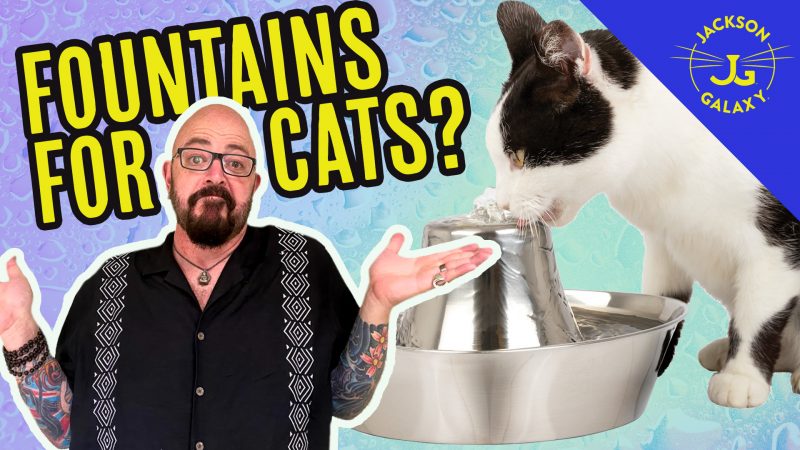 Fountains for Cats?