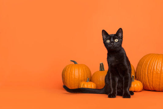 Don’t Let Halloween Freak Out Your Cat: A Cat-Safe Halloween Checklist