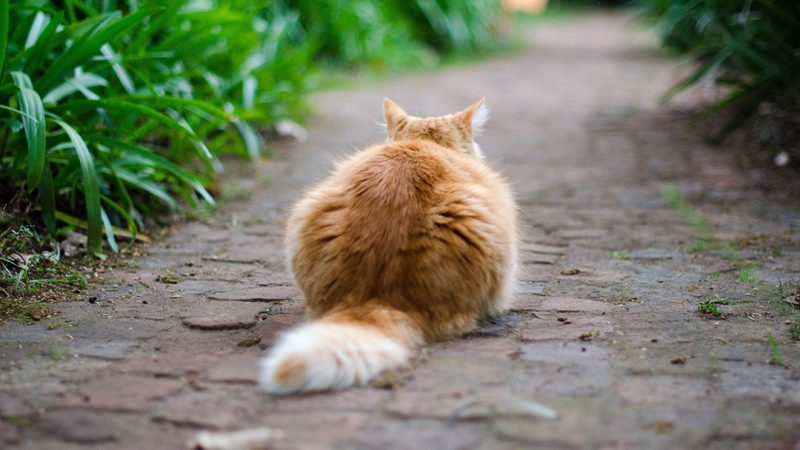 Feline Hyperthyroidism