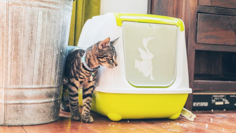 Cat Peeing or Pooping Outside the Litter Box? You’re Setting Up Your Litter Box All Wrong!