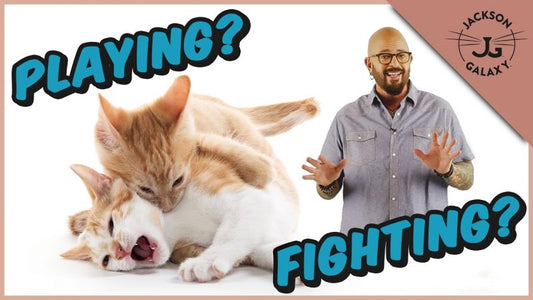How To Tell the Difference Between Cats Playing and Fighting
