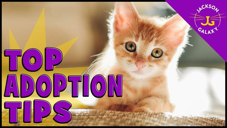 Everything You Need to Know Before You Adopt a Cat! – Jackson Galaxy