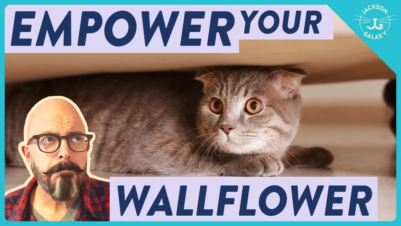Help Your Shy and Scared Cat Gain Confidence! – Jackson Galaxy