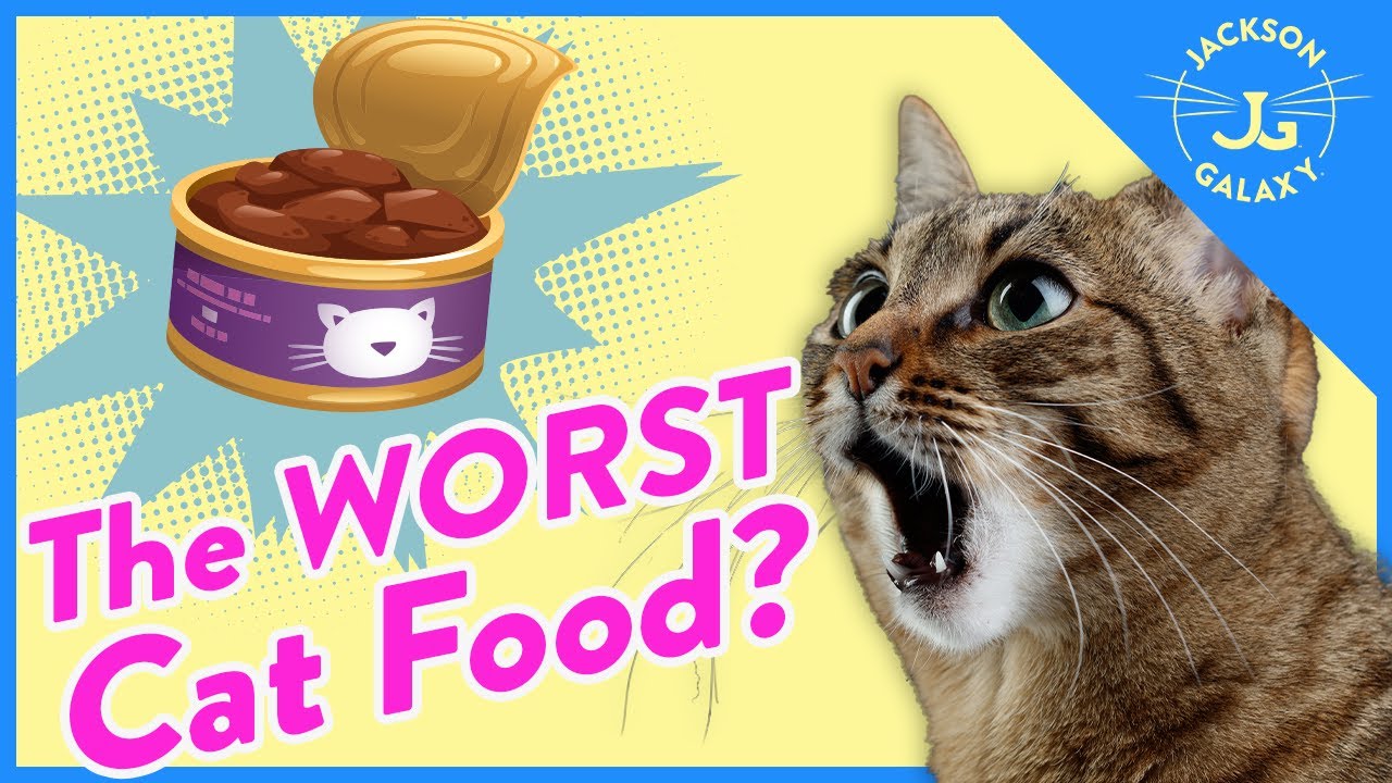 Basic 101 Cat Health – Jackson Galaxy