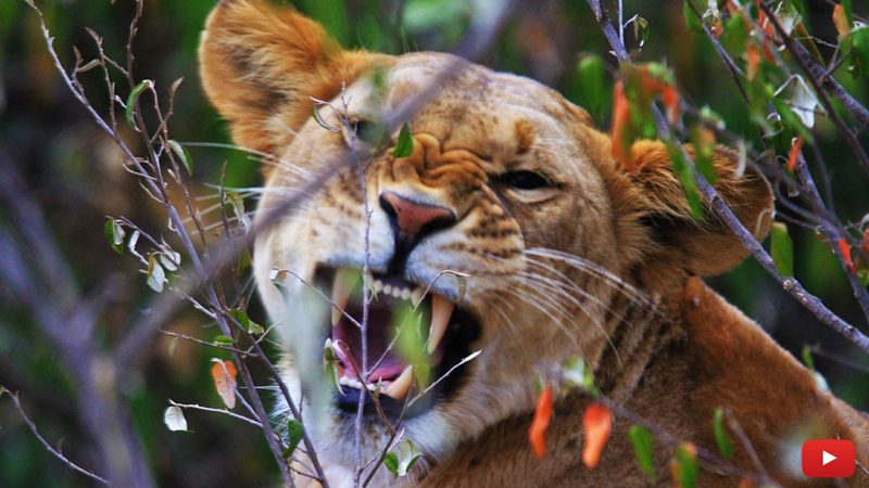 How to Switch Your Cat to a Raw Meat Diet