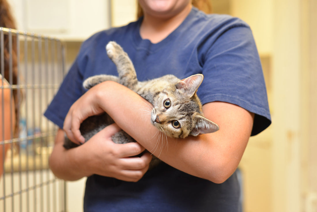 Celebrate Adopt a Cat Month with These Must-Watch Videos!