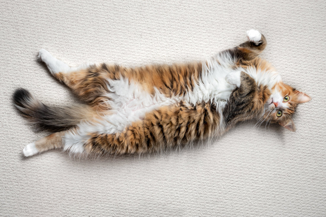 Why Your Cat’s Belly Might Be Running the Show: Gut Health, Stress & Routine Stability