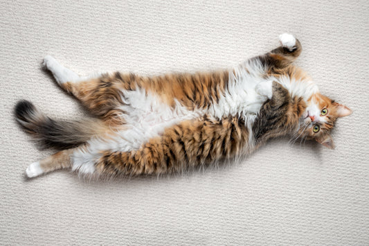 Why Your Cat’s Belly Might Be Running the Show: Gut Health, Stress & Routine Stability