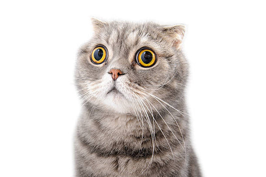 The 5 Spookiest Things in Your Home (According to Your Cat)