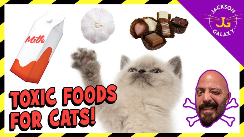 Foods That Are Toxic to Cats: From Deadly to Upset Stomachs
