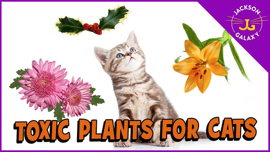 Plants That Are Toxic to Cats