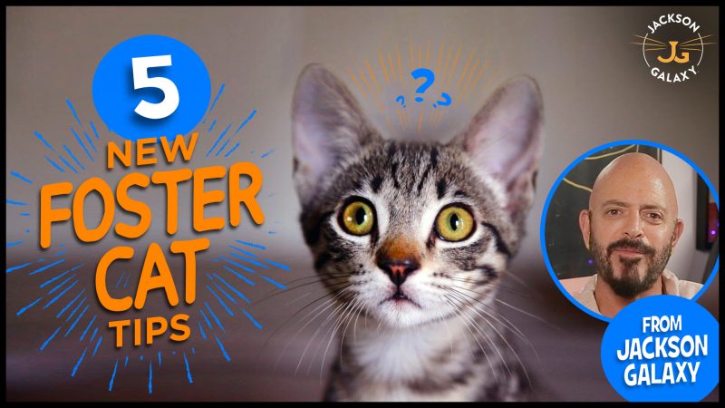5 Tips for Your New Foster Cat
