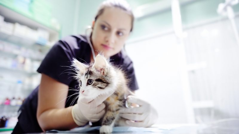 Why You Should Still Spay/Neuter Your Cat & Dog