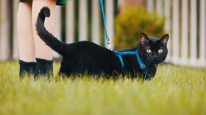 Should You Leash Walk Your Cat? | Ask the Cat Daddy