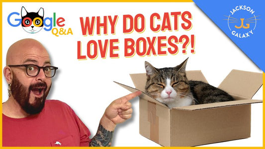 Why Do Cats Love Boxes?