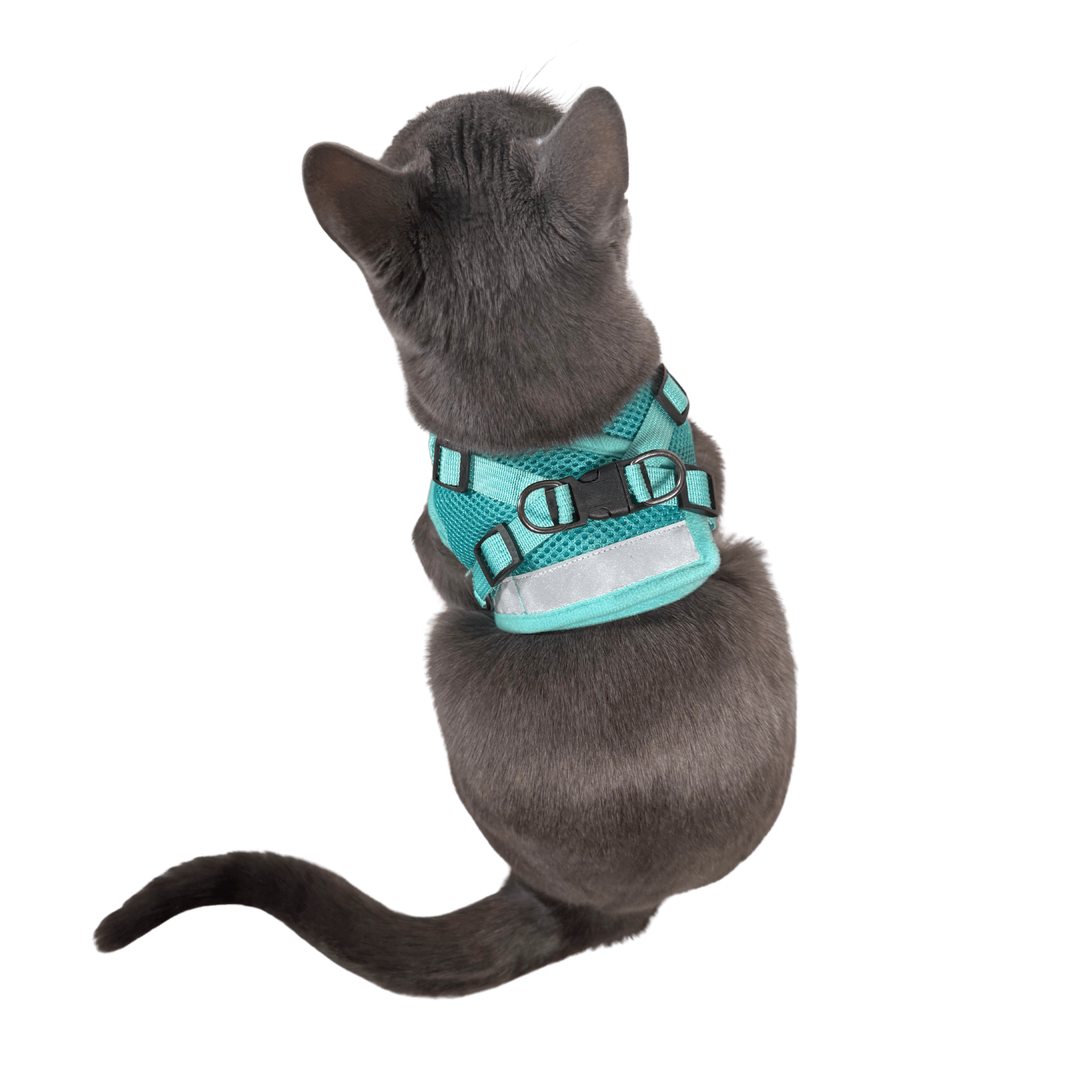 The Jackson Galaxy x Travel Cat Harness & Leash Set