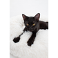 Catnip Catnap Bundle
