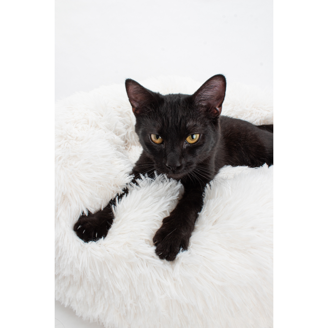 Catnip Catnap Bundle