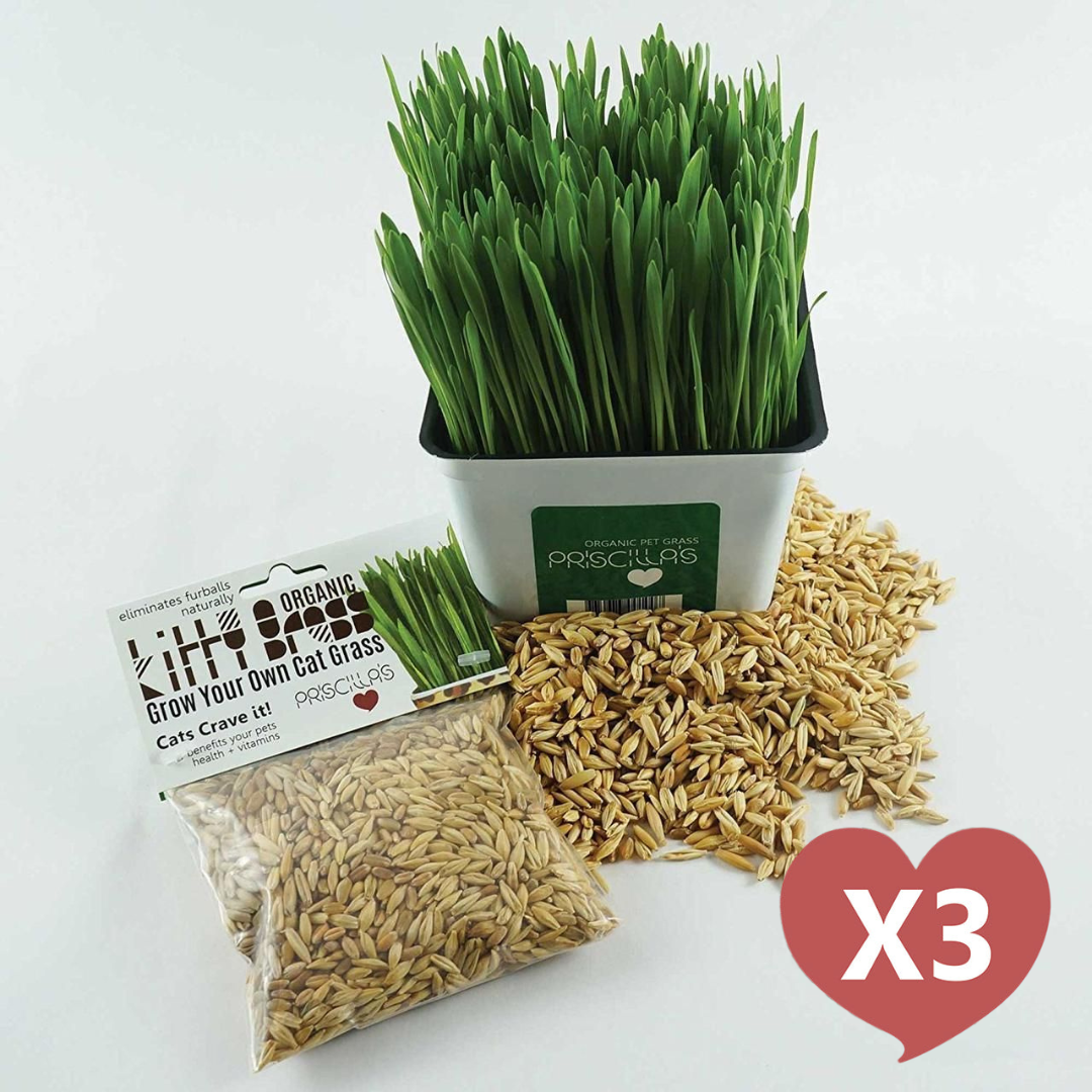 Cat Grass Seed Pack 3x (3 oz total) by Three Farms