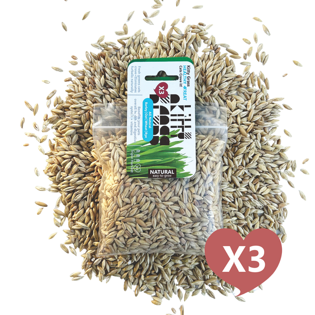 Cat Grass Seed Pack 3x (3 oz total) by Three Farms