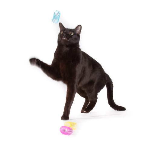 Springles! – Jackson Galaxy