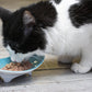 Whiskerware Ceramic Oval Bowl