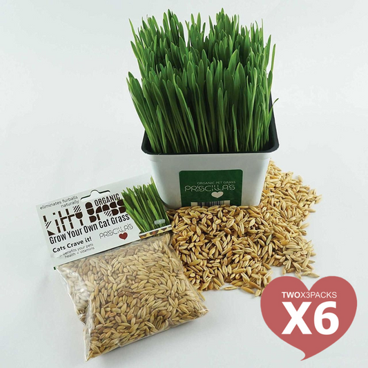 Cat Grass Seed Pack 6x (6 oz total) by Three Farms
