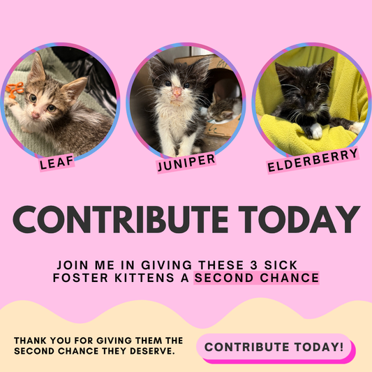 Contribución para gatitos en acogida