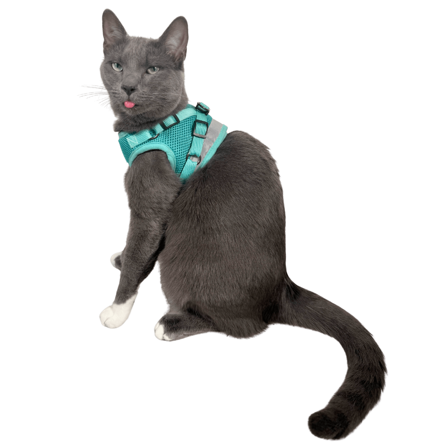 Jackson Galaxy Jackson Galaxy