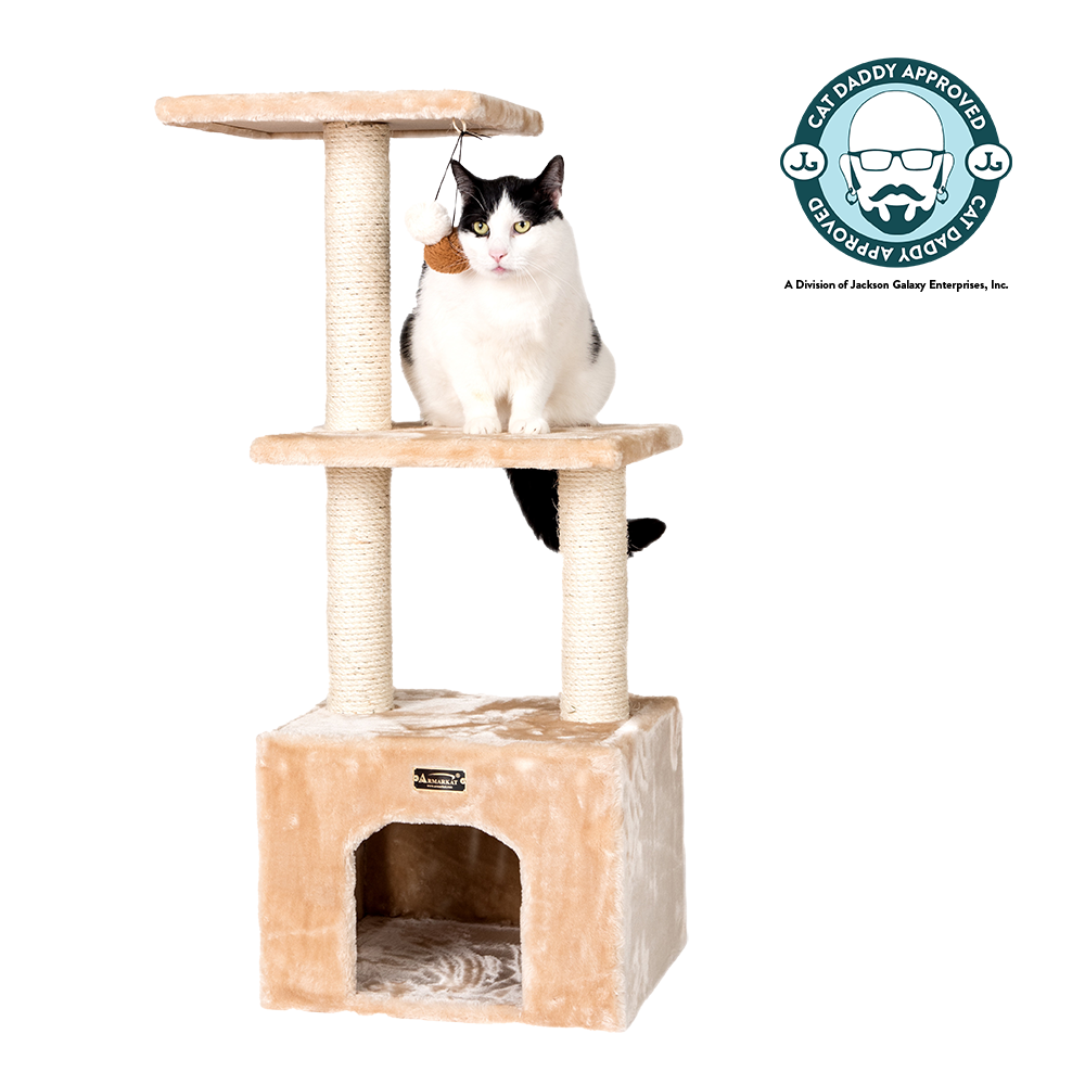 Crazy Cat Myths Busted Jackson Galaxy crazy-cat-myths-busted-jackson-galaxy